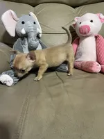 Phoenix, a male Chihuahua for sale in Lumberton, NC – 8 of 10