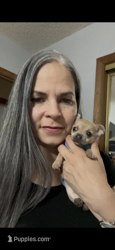 Cookie – Chihuahua puppy for sale in Lumberton, NC