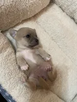Bella, a female Chihuahua for sale in Lumberton, NC – 4 of 10
