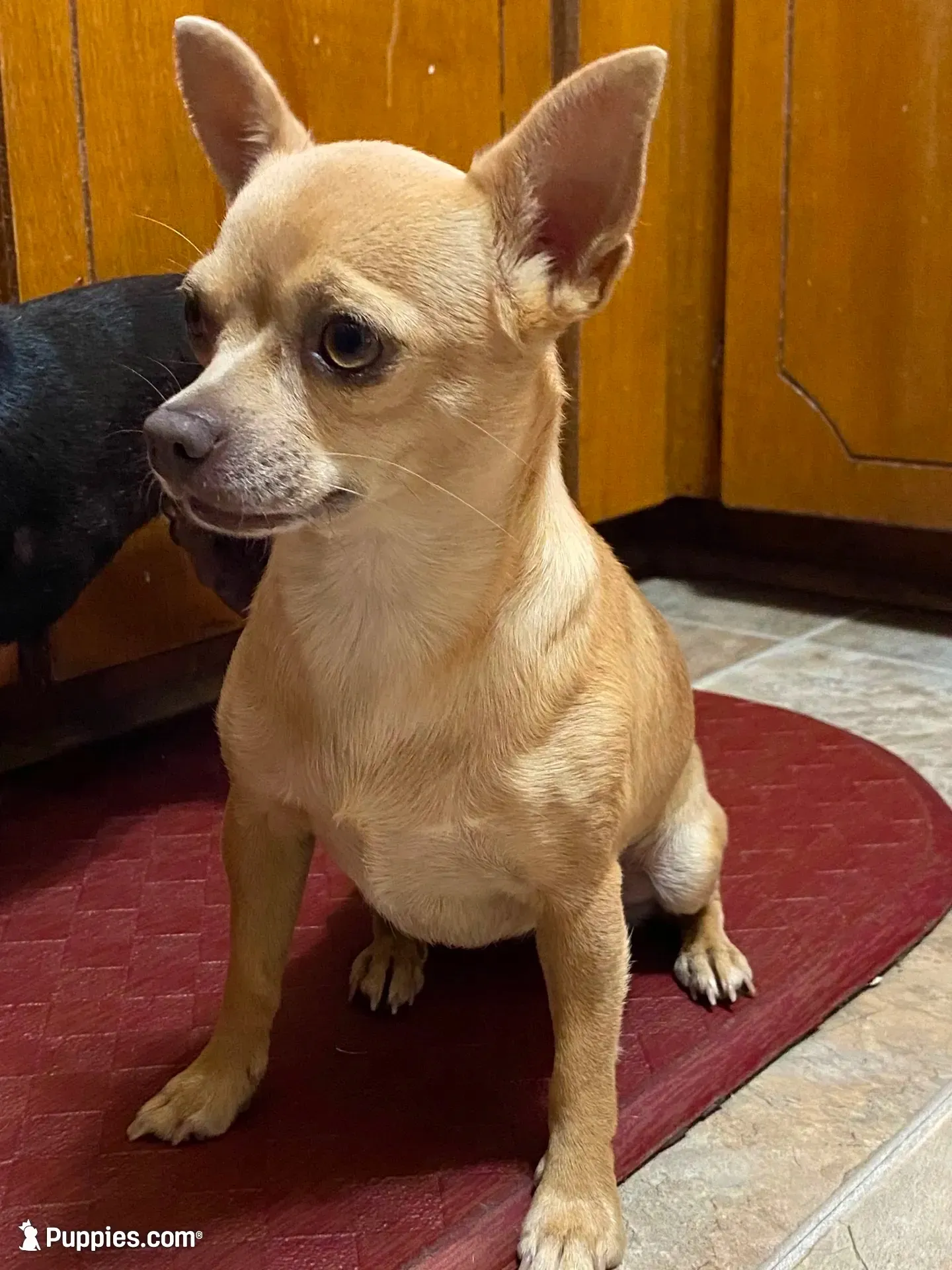 Cookie, a female Chihuahua for sale in Lumberton, NC – 3 of 5