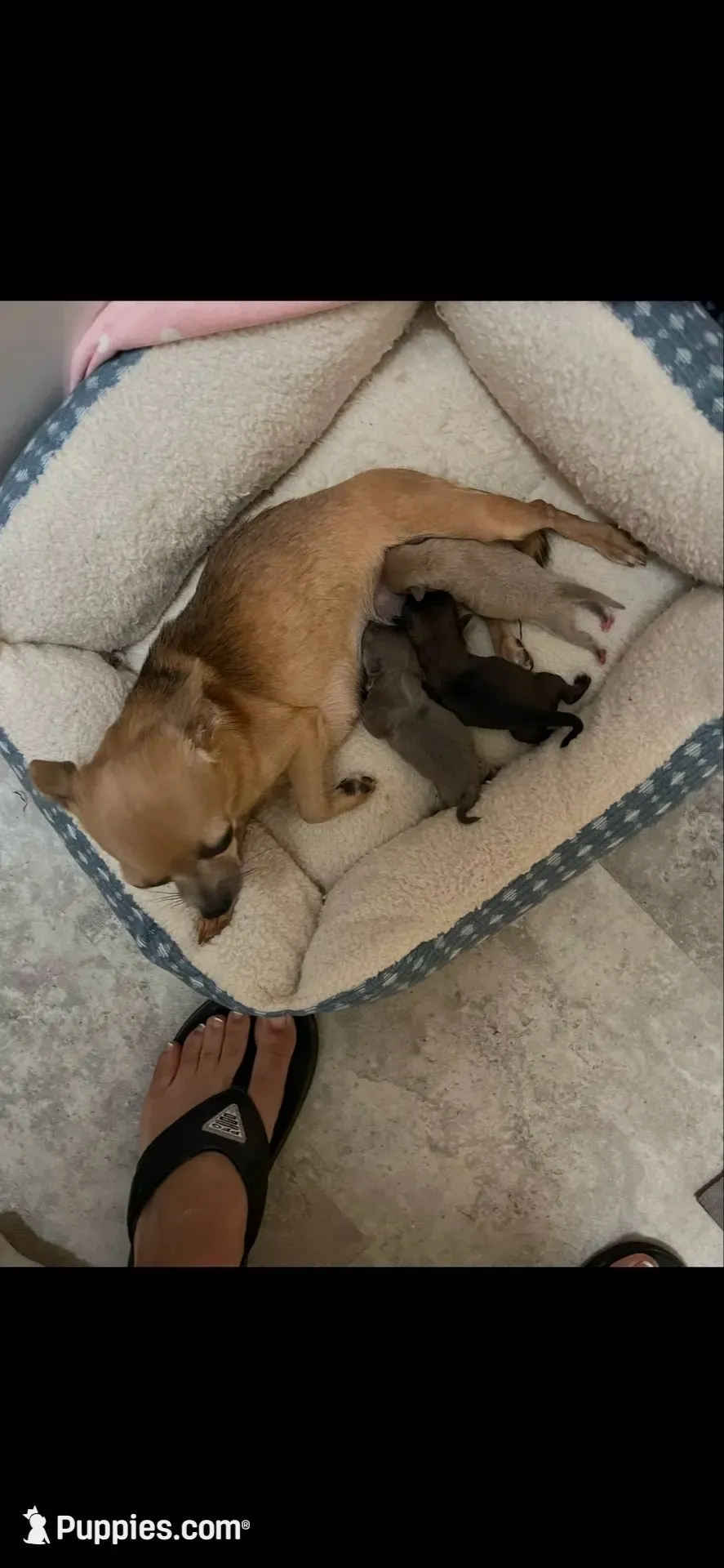 Bella (little princess), a female Chihuahua for sale in Lumberton, NC – 7 of 10