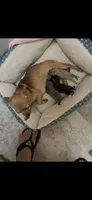 Bella, a female Chihuahua for sale in Lumberton, NC – 7 of 10