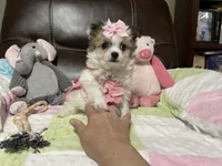 Star, a female Peekapoo and Chihuahua for sale in Lumberton, NC – 3 of 10