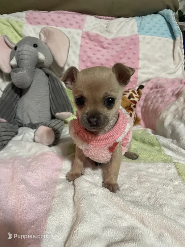 Cookie (Updated photos) – Chihuahua puppy for sale in Lumberton, NC