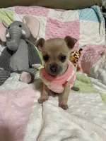 Cookie (Updated photos), a female Chihuahua for sale in Lumberton, NC – 1 of 10