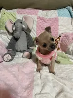 Cookie (Updated photos), a female Chihuahua for sale in Lumberton, NC – 2 of 10