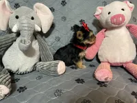 Emma-Red collar, a female Yorkshire Terrier for sale in Lumberton, NC – Photo 5 of 10
