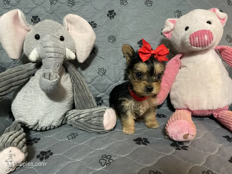 Emma-Red collar, a female Yorkshire Terrier for sale in Lumberton, NC – Photo 1 of 10