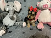 Emma-Red collar, a female Yorkshire Terrier for sale in Lumberton, NC – Photo 2 of 10