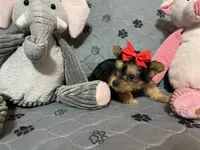 Emma-Red collar, a female Yorkshire Terrier for sale in Lumberton, NC – Photo 4 of 10