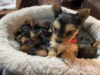 Emma-Red collar, a female Yorkshire Terrier for sale in Lumberton, NC – Photo 3 of 10