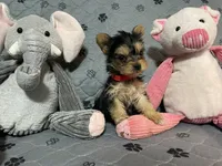 Emma-Red collar, a female Yorkshire Terrier for sale in Lumberton, NC – Photo 6 of 10