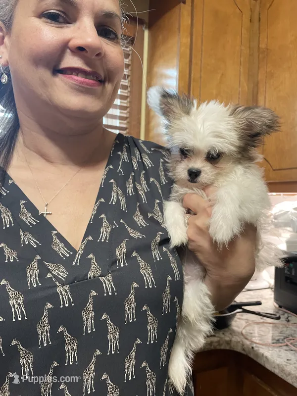 Star Updated photos  – Peekapoo, Chihuahua puppy for sale in Lumberton, NC