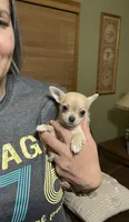 Bella (Updated Photos), a female Chihuahua for sale in Lumberton, NC – 3 of 10