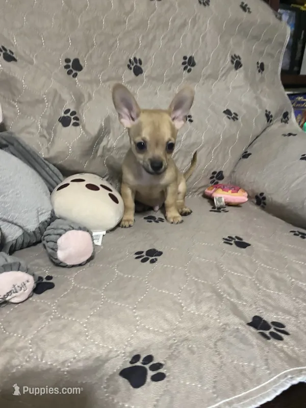 Phoenix (Updated photos) – Chihuahua puppy for sale in Lumberton, NC