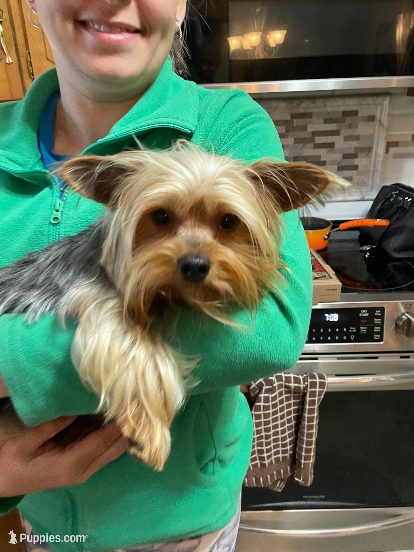 Preston-Brown collar, a male Yorkshire Terrier for sale in Lumberton, NC – Photo 8 of 10