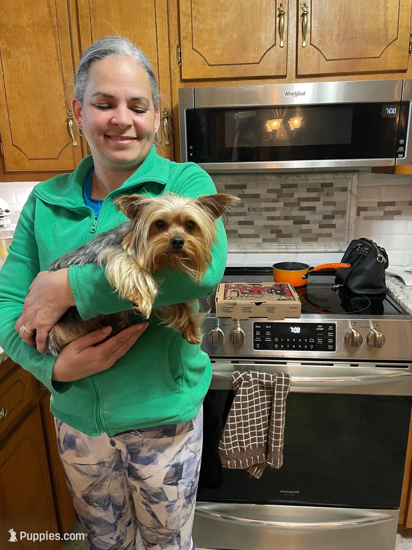 Edward-Green collar, a male Yorkshire Terrier for sale in Lumberton, NC – Photo 7 of 10