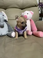 Phoenix, a male Chihuahua for sale in Lumberton, NC – 7 of 10