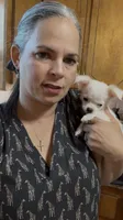 Chloe updated photos , a female Peekapoo and Chihuahua for sale in Lumberton, NC – 2 of 10