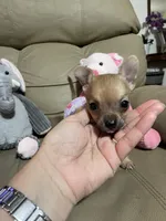 Phoenix, a male Chihuahua for sale in Lumberton, NC – 4 of 10