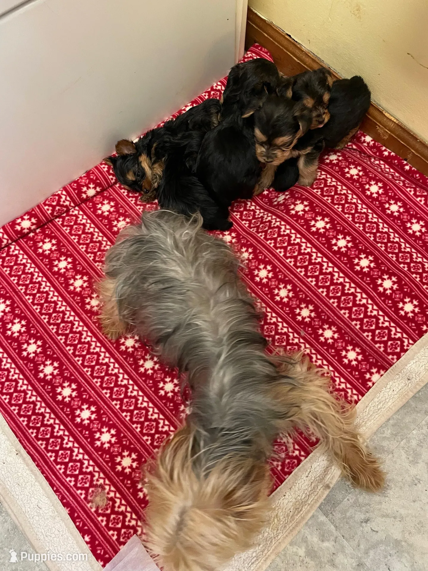 Preston-Brown collar, a male Yorkshire Terrier for sale in Lumberton, NC – Photo 9 of 10
