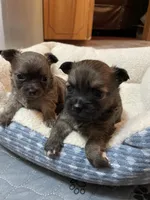 Cooper, a male Chihuahua for sale in Lumberton, NC – 4 of 10