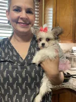 Star Updated photos , a female Peekapoo and Chihuahua for sale in Lumberton, NC – 2 of 8