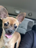 Banks, a male Chihuahua for sale in Lumberton, NC – 2 of 4