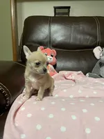 Bella (Updated Photos), a female Chihuahua for sale in Lumberton, NC – 4 of 10