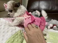Star, a female Peekapoo and Chihuahua for sale in Lumberton, NC – 4 of 10