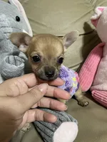 Phoenix, a male Chihuahua for sale in Lumberton, NC – 3 of 10