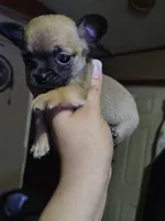 Banks, a male Chihuahua for sale in Lumberton, NC – 4 of 4