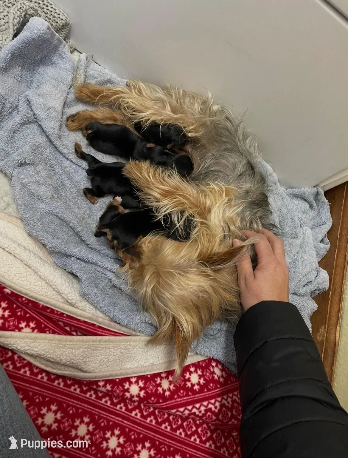 Lucy-orange collar, a female Yorkshire Terrier for sale in Lumberton, NC – Photo 10 of 10