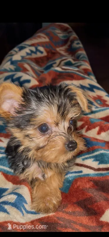 Bentley-Purple collar – Yorkshire Terrier puppy for sale in Lumberton, NC