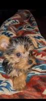 Bentley-Purple (Update ears up), a male Yorkshire Terrier for sale in Lumberton, NC – 1 of 9