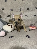 Phoenix (Updated photos), a male Chihuahua for sale in Lumberton, NC – 3 of 10
