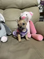Phoenix, a male Chihuahua for sale in Lumberton, NC – 2 of 10