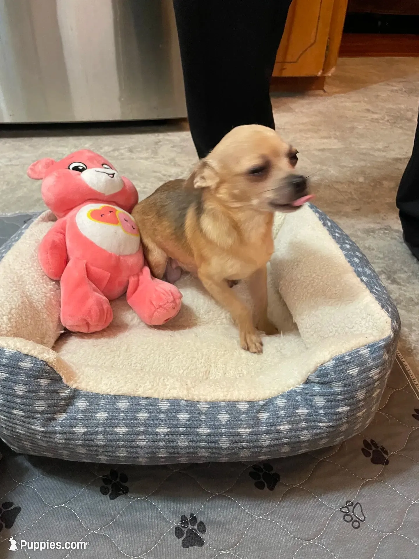 Bella (little princess), a female Chihuahua for sale in Lumberton, NC – 10 of 10