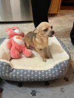 Bella, a female Chihuahua for sale in Lumberton, NC – 10 of 10