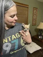 Bella (Updated Photos), a female Chihuahua for sale in Lumberton, NC – 1 of 10