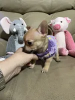 Phoenix, a male Chihuahua for sale in Lumberton, NC – 10 of 10