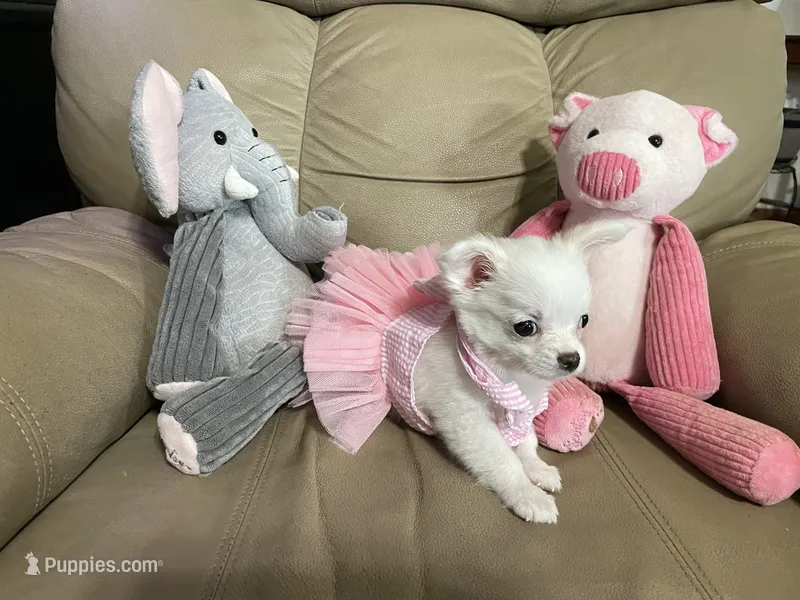 Chloe – Peekapoo, Chihuahua puppy for sale in Lumberton, NC