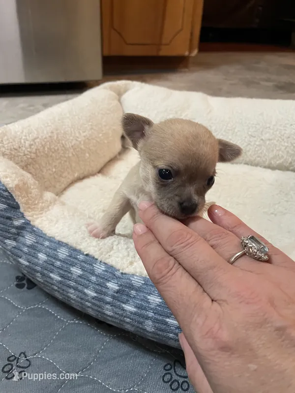 Bella – Chihuahua puppy for sale in Lumberton, NC