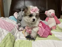Star, a female Peekapoo and Chihuahua for sale in Lumberton, NC – 2 of 10