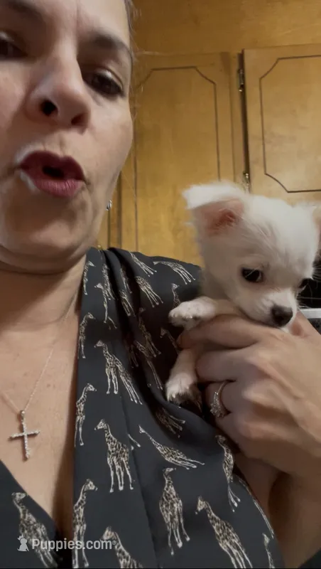 Chloe updated photos  – Peekapoo, Chihuahua puppy for sale in Lumberton, NC