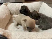 Bella, a female Chihuahua for sale in Lumberton, NC – 3 of 10