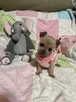 Cookie (Updated photos), a female Chihuahua for sale in Lumberton, NC – 5 of 10
