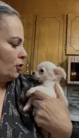 Chloe updated photos , a female Peekapoo and Chihuahua for sale in Lumberton, NC – 3 of 10