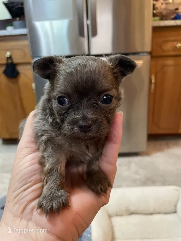 Bradley (Beautiful Longhaired) – Chihuahua puppy for sale in Lumberton, NC