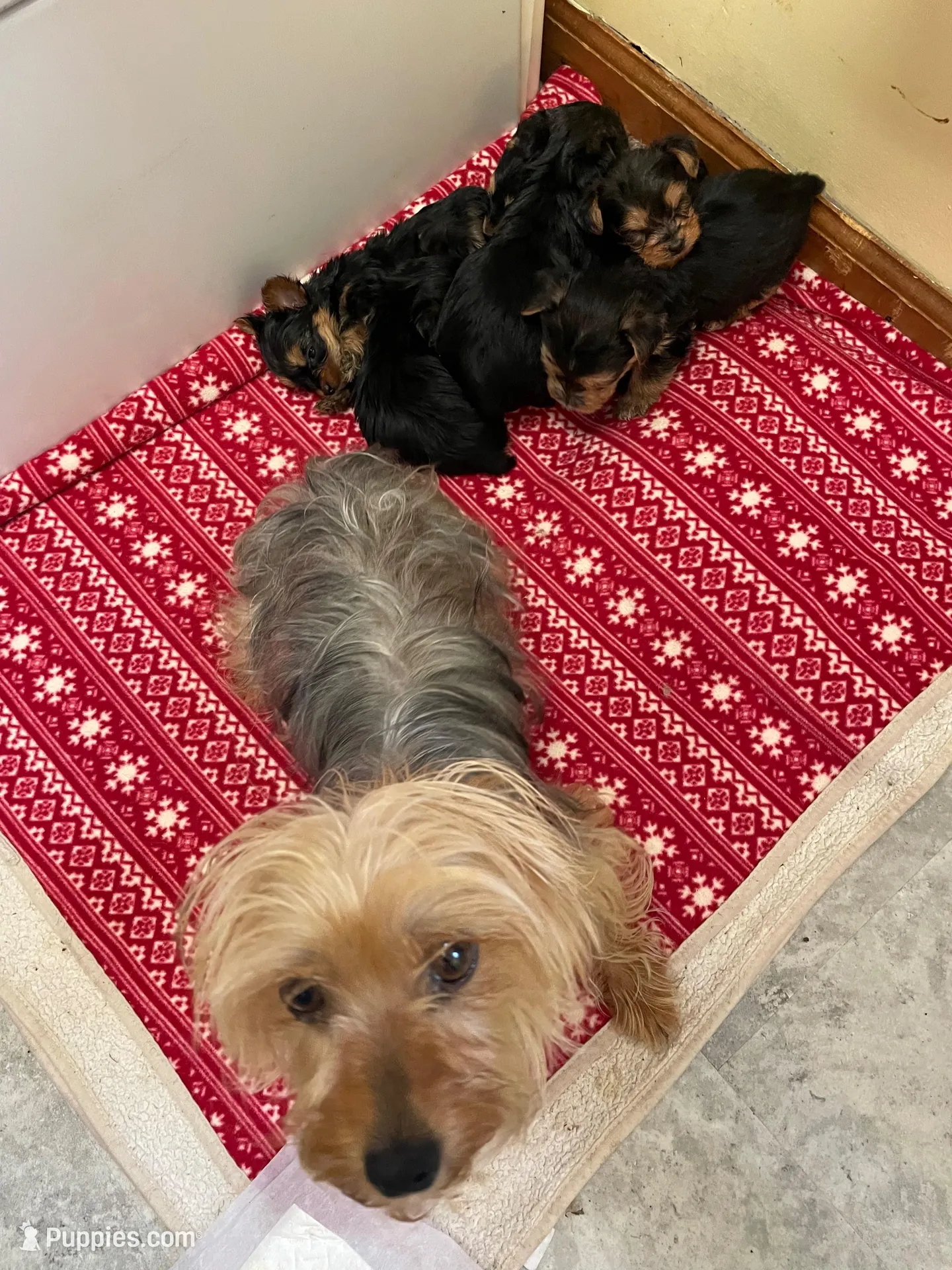 Edward-Green collar, a male Yorkshire Terrier for sale in Lumberton, NC – Photo 8 of 10